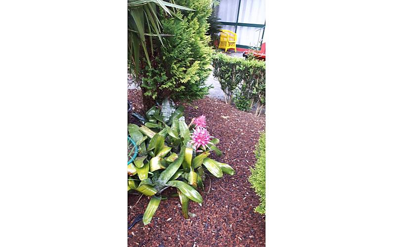 Casa Jardim Ilha de São Miguel Ponta Delgada casa - Jardim