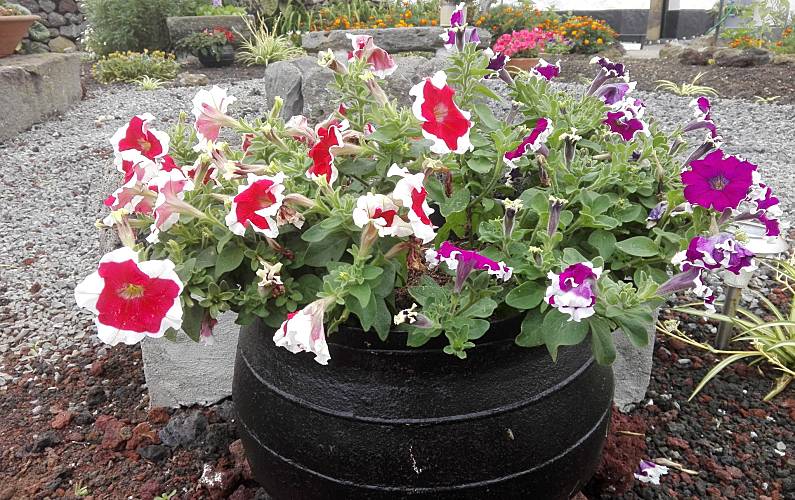 Casa Ilha Terceira Angra do Heroísmo Casa rural - 