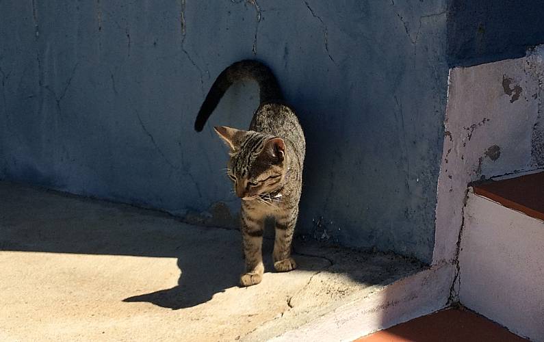 Vivenda Beja Alvito Villa rural - 