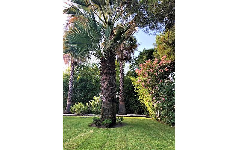 Villa Garden Huelva Cartaya villa - Garden