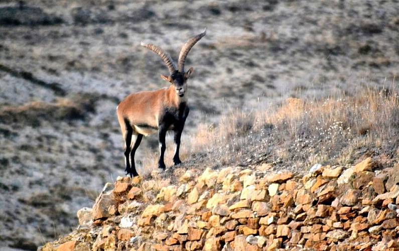 Casa Quarto Teruel Villarroya de los Pinares Casa rural - Quarto