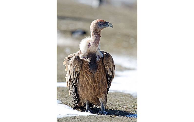 Casa Quarto Teruel Villarroya de los Pinares Casa rural - Quarto