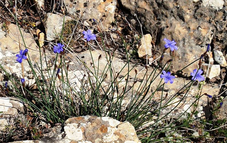 Casa Jardim Teruel Villarroya de los Pinares Casa rural - Jardim