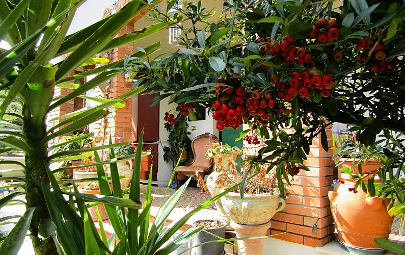 Petit Lucques Camaiore maison - 