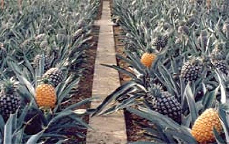 Casa Arredores Ilha de São Miguel Vila Franca do Campo casa - Arredores