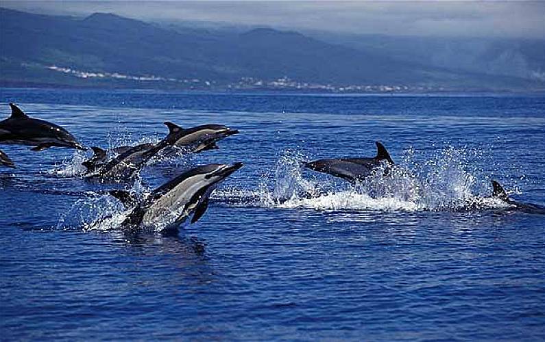 Casa Arredores Ilha de São Miguel Vila Franca do Campo casa - Arredores