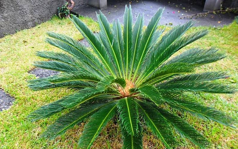 Barato Jardim Ilha da Madeira São Vicente Casa rural - Jardim