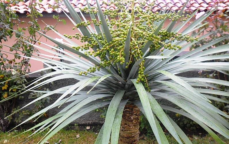 Barato Jardim Ilha da Madeira São Vicente Casa rural - Jardim