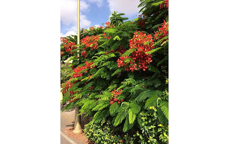 Vivenda Exterior da casa Forteventura La Oliva vivenda - Exterior da casa