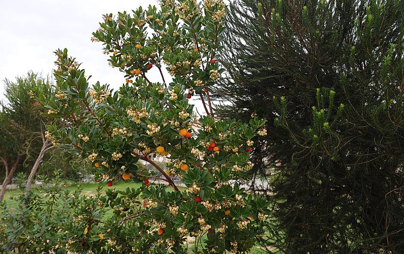 Apartamentos Jardim Huelva Lepe Vivendas - Jardim