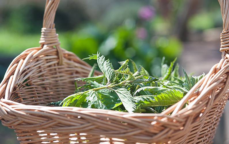 Horta Outros Évora Borba Casa rural - Outros