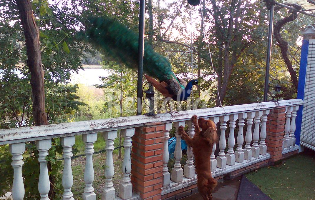 Casa para 12 personas en 1a línea de playa Ciudad Real