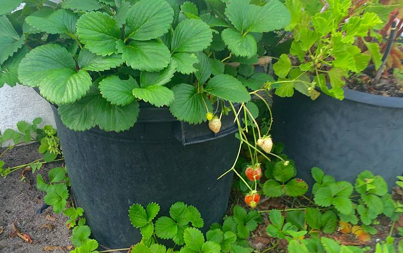 VIVENDA Exterior da casa Setúbal Grândola vivenda - Exterior da casa