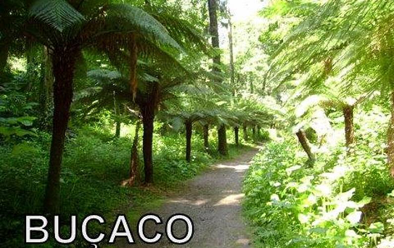 Apartamento Arredores Aveiro Mealhada Apartamento - Arredores