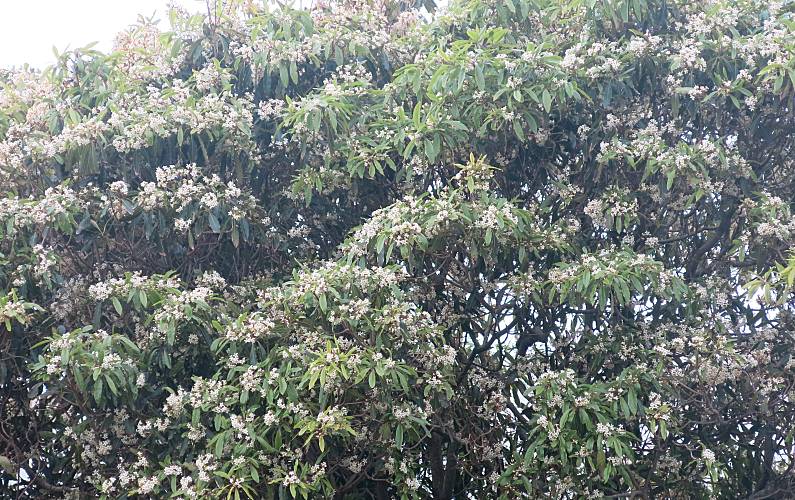 Casa Outros Ilha Terceira Vila da Praia da Vitória Casa rural - Outros