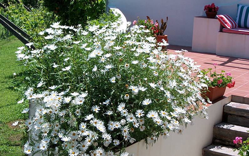 Casa Terraço Viseu Cinfães Casa rural - Terraço