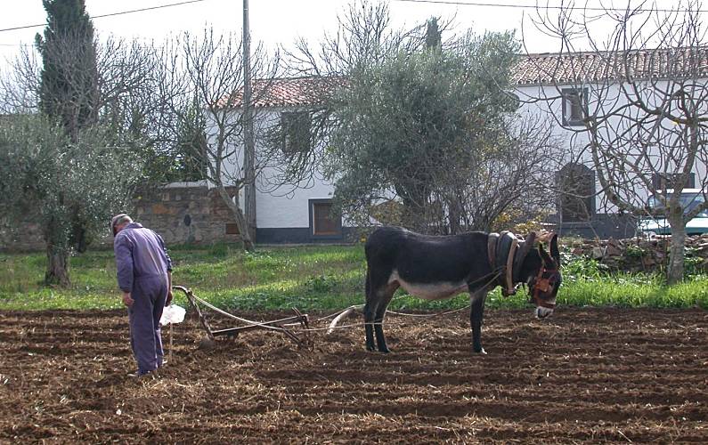 Vivenda Actividades próximas Évora Reguengos de Monsaraz Villa rural - Actividades próximas