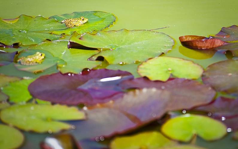 Vivenda Jardim Évora Reguengos de Monsaraz Villa rural - Jardim