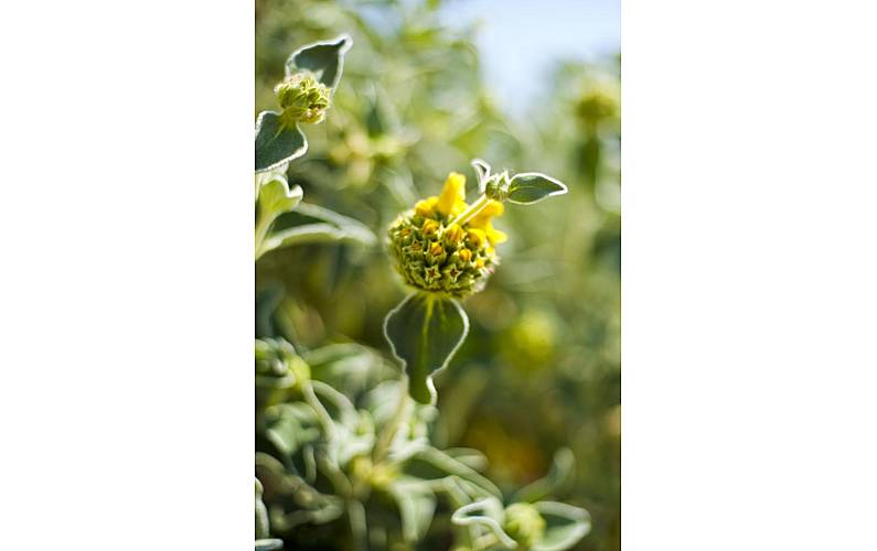 Vivenda Jardim Évora Reguengos de Monsaraz Villa rural - Jardim