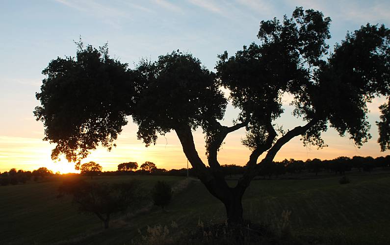 Monte Évora Arraiolos Casa rural - 