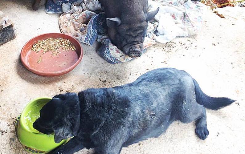 Casa Jardim Algarve-Faro Olhão casa - Jardim